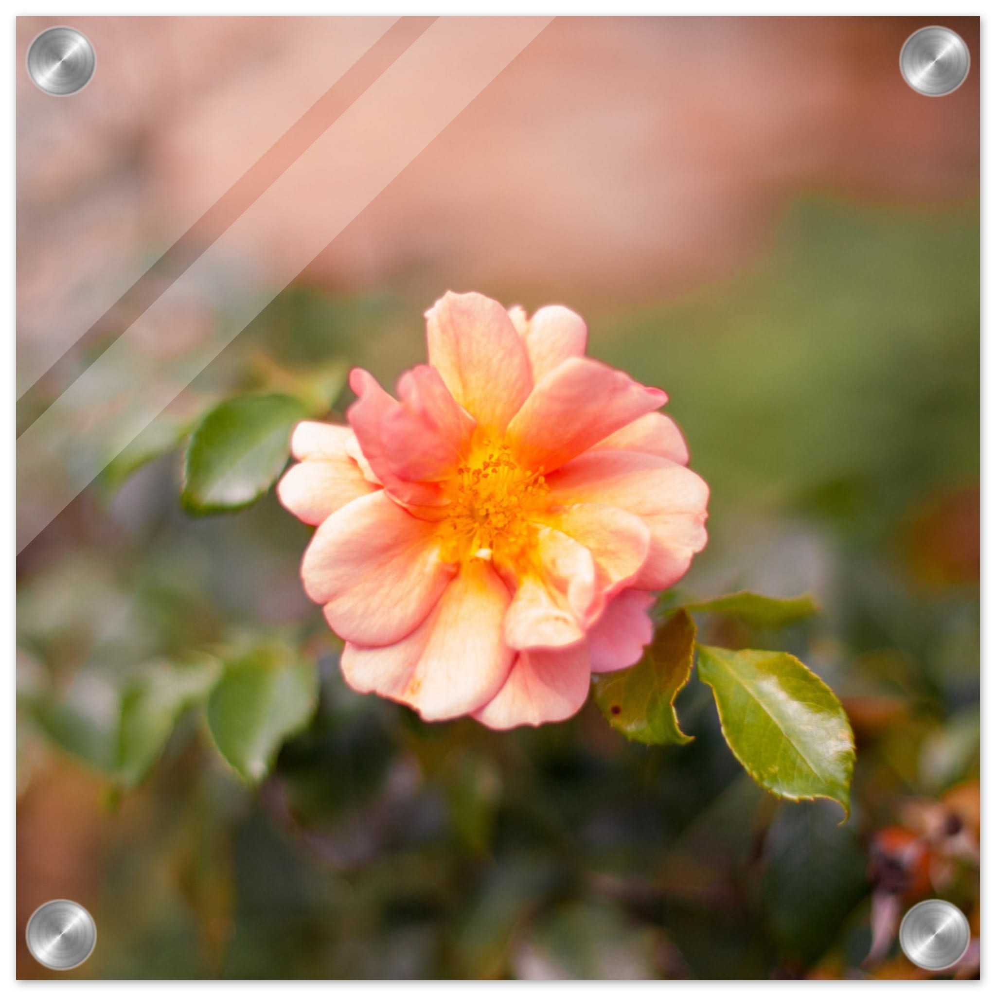 Dog Rose Photo Wall art 5cb62fc5-d170-4ded-acf4-450d31e914f3
