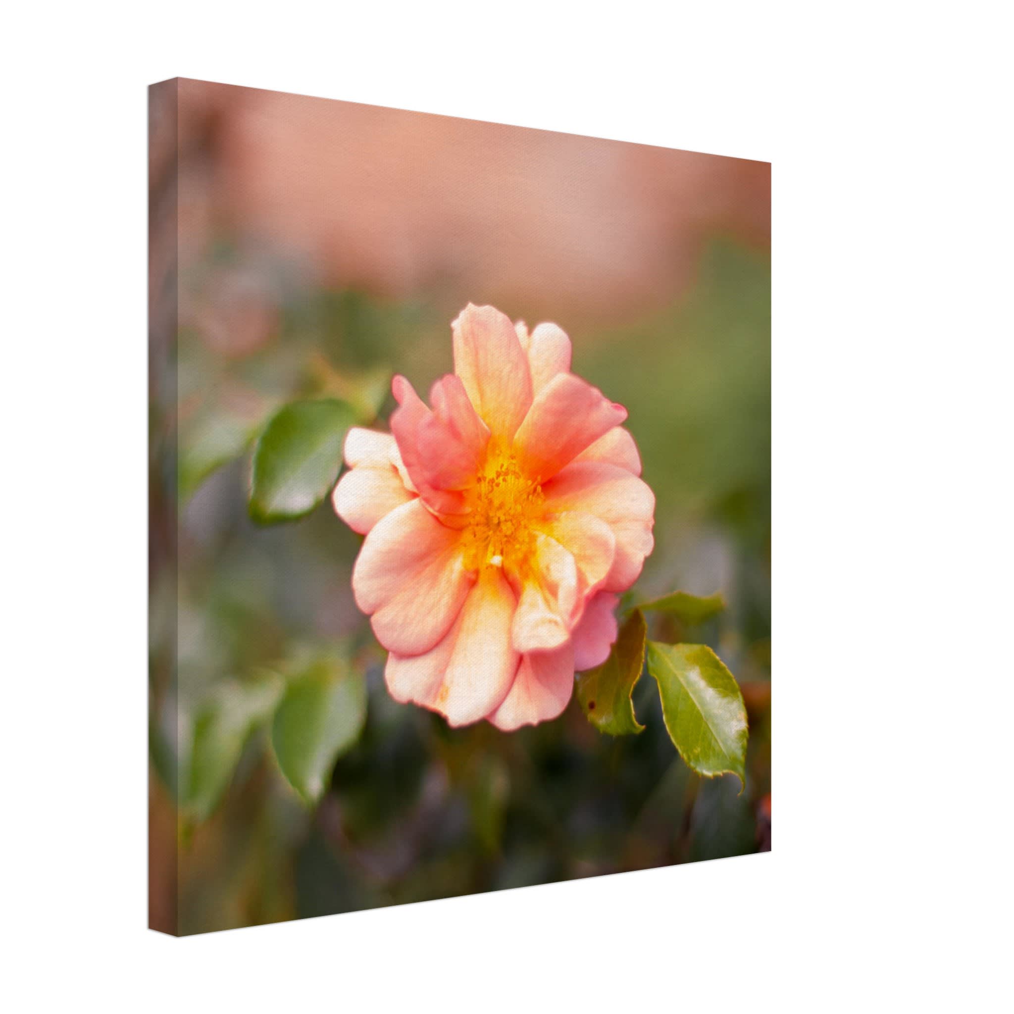 Dog Rose Photo Wall art 66e3b15f-c1a0-4db7-a30a-96db5c3208df