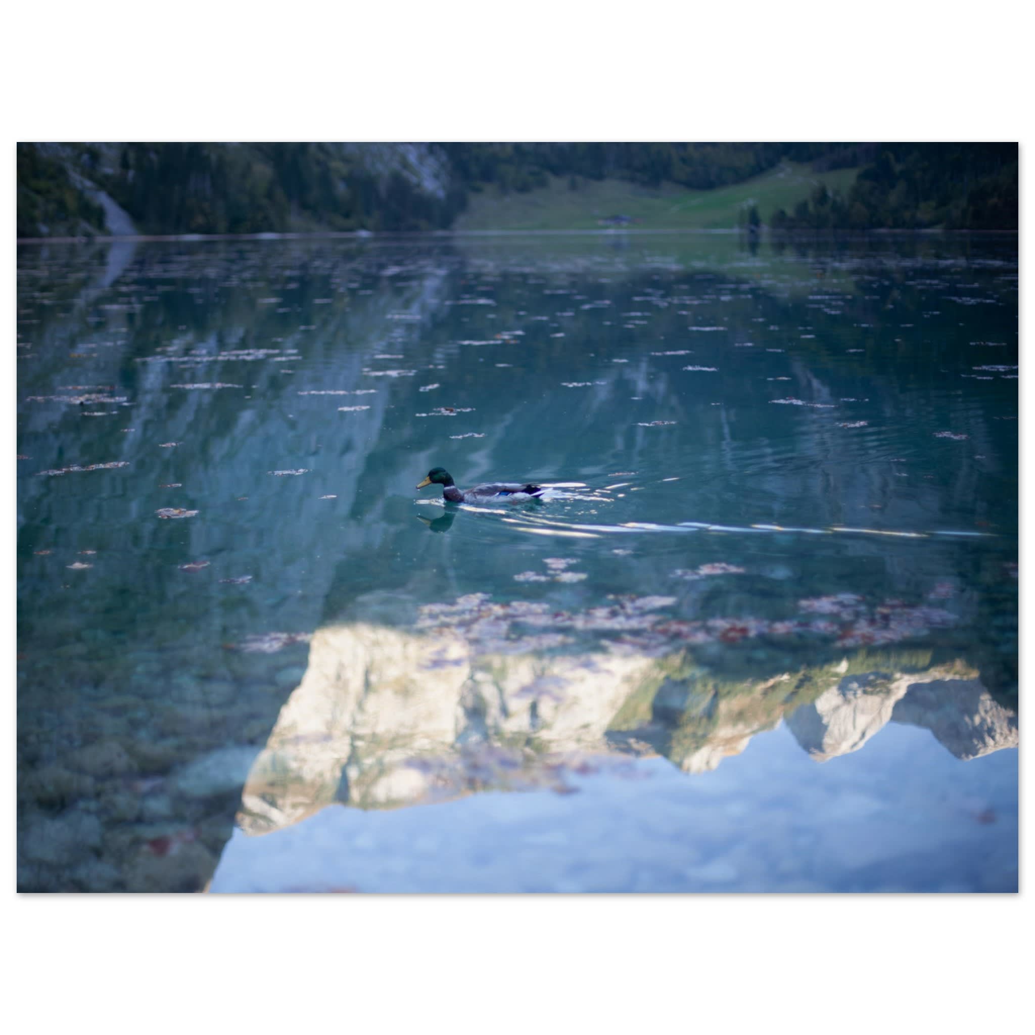Duck on Obersee Photo Wall art 875aba56-48af-4138-aad4-09824887131a