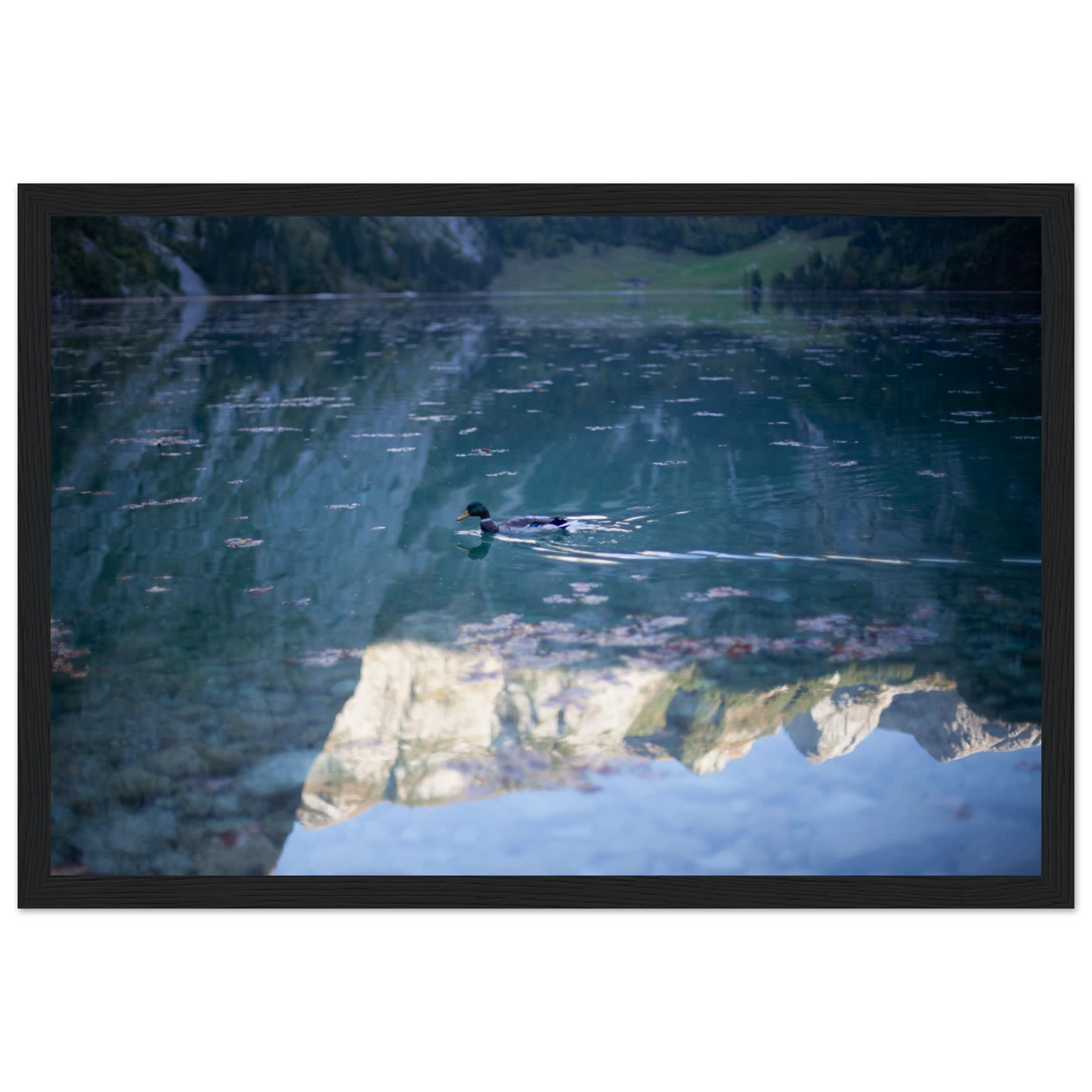 Duck on Obersee Photo Wall art 0863f90d-9d0a-4546-8e37-89bf601d1836