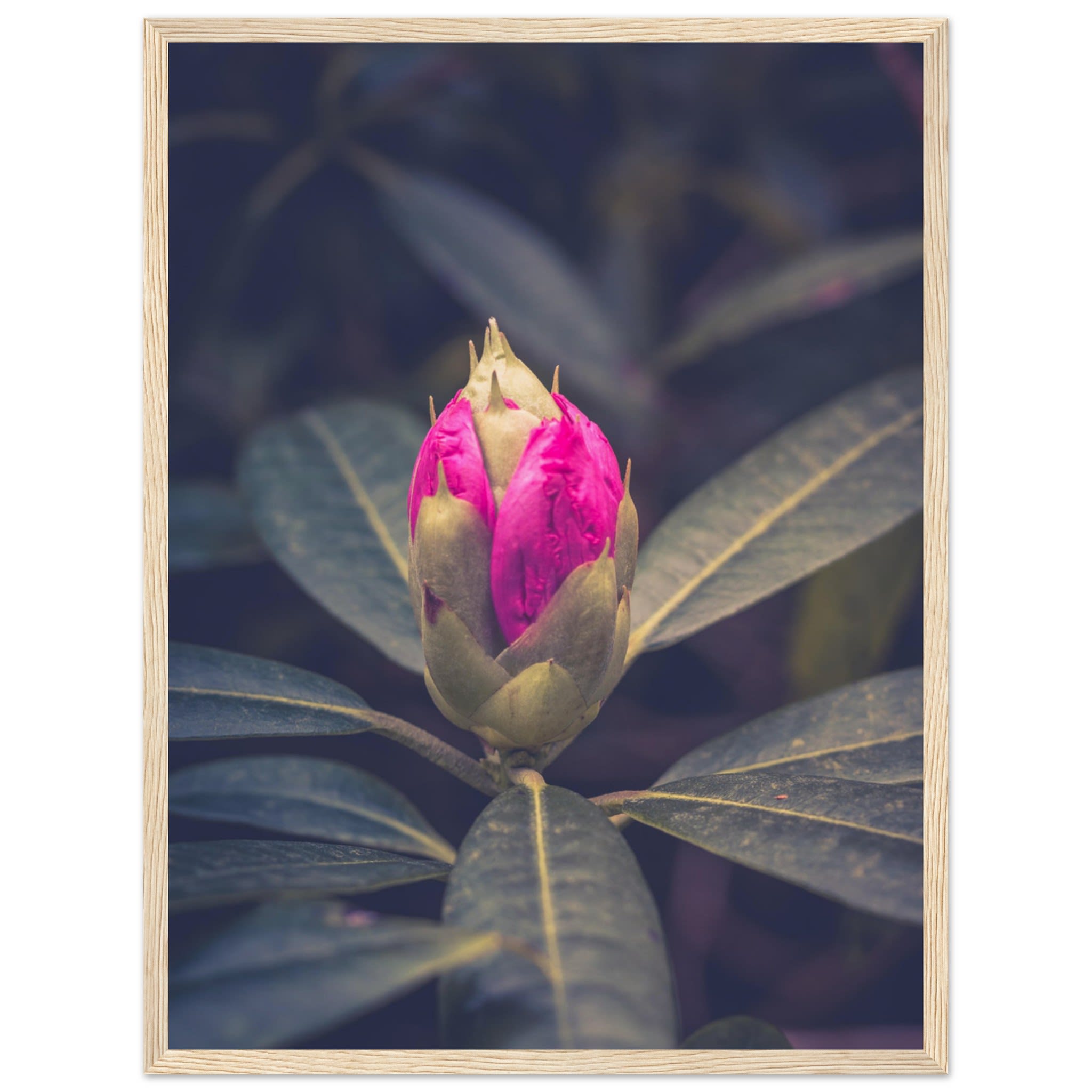 Rhododendron Bud Photo Wall art db69d2a7-885a-43e8-b642-42d0a6bdfbc3