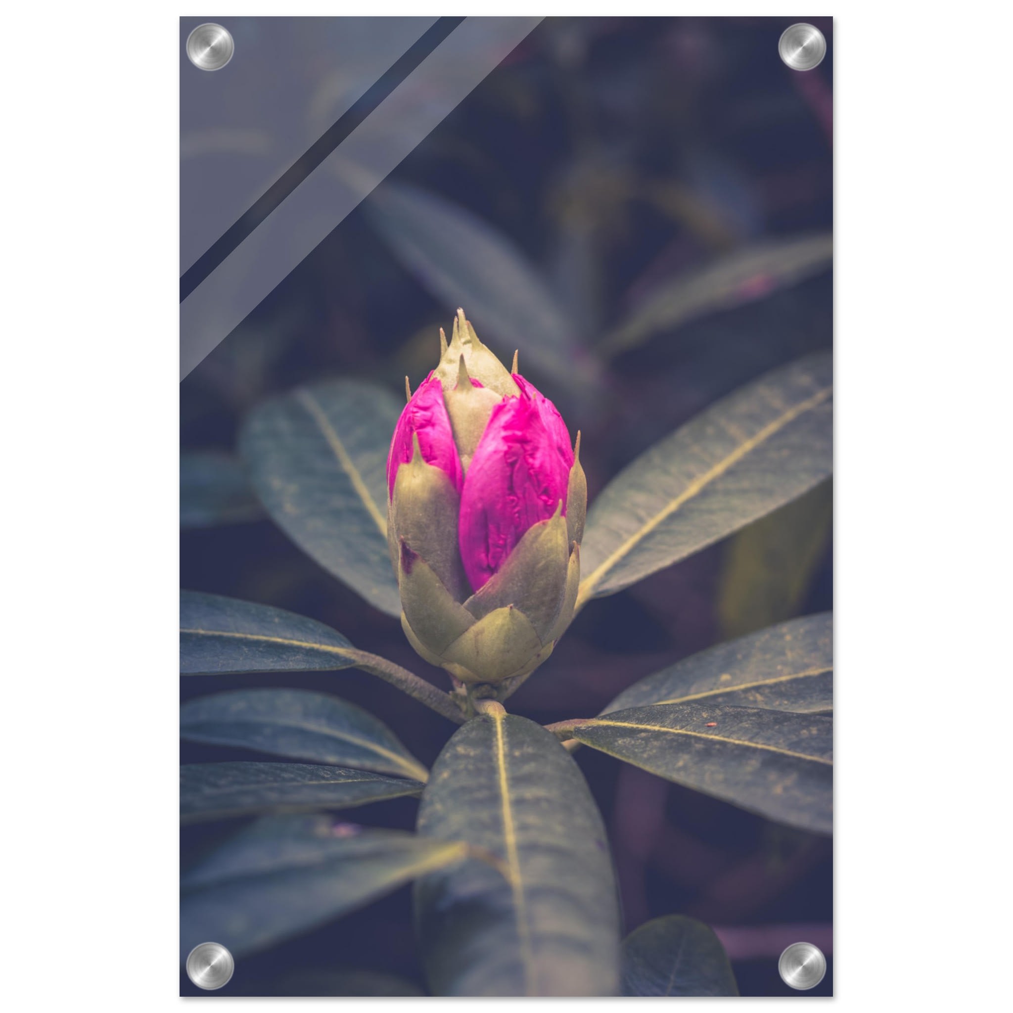 Rhododendron Bud Photo Wall art 8c528d45-e88e-4117-a515-b06693c46eb5