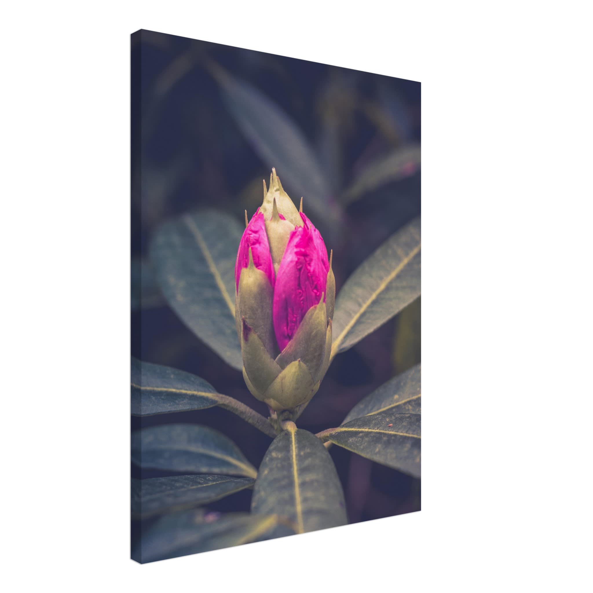 Rhododendron Bud Photo Wall art 12c37ac6-f2d9-426f-829c-f921c885b6db