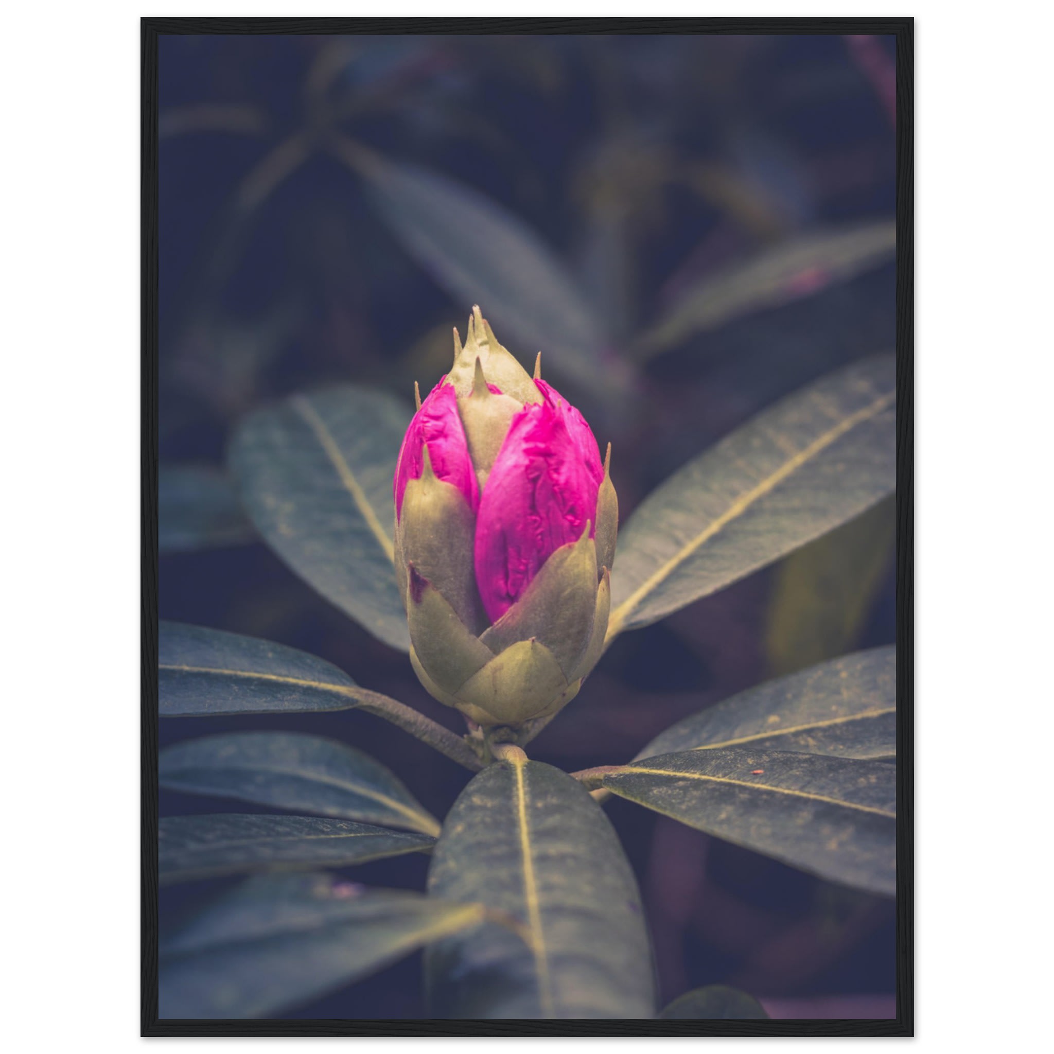 Rhododendron Bud Photo Wall art 1e11c92e-191c-4414-b02b-7c14ec287bc2