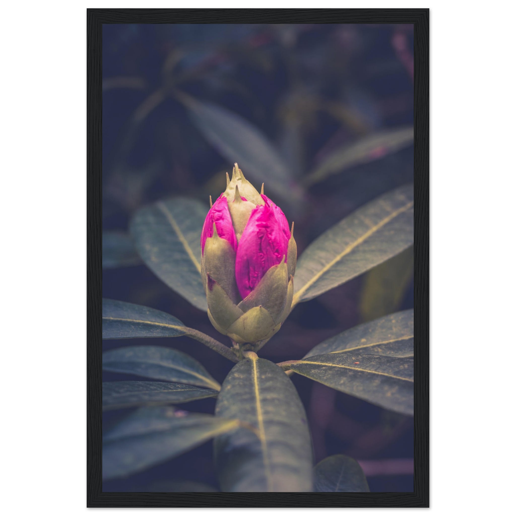 Rhododendron Bud Photo Wall art 82b8a5d3-4001-46ab-9ba2-d0cf660bbc22