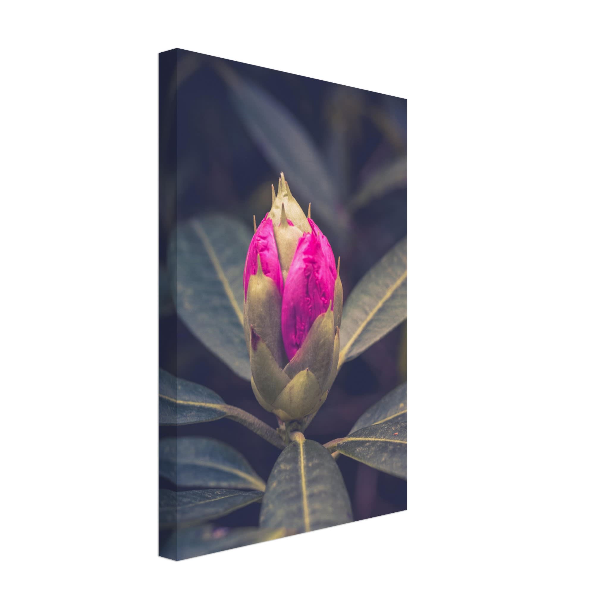 Rhododendron Bud Photo Wall art 0ad3ac44-f564-4abf-a3d7-e4dc42deb634
