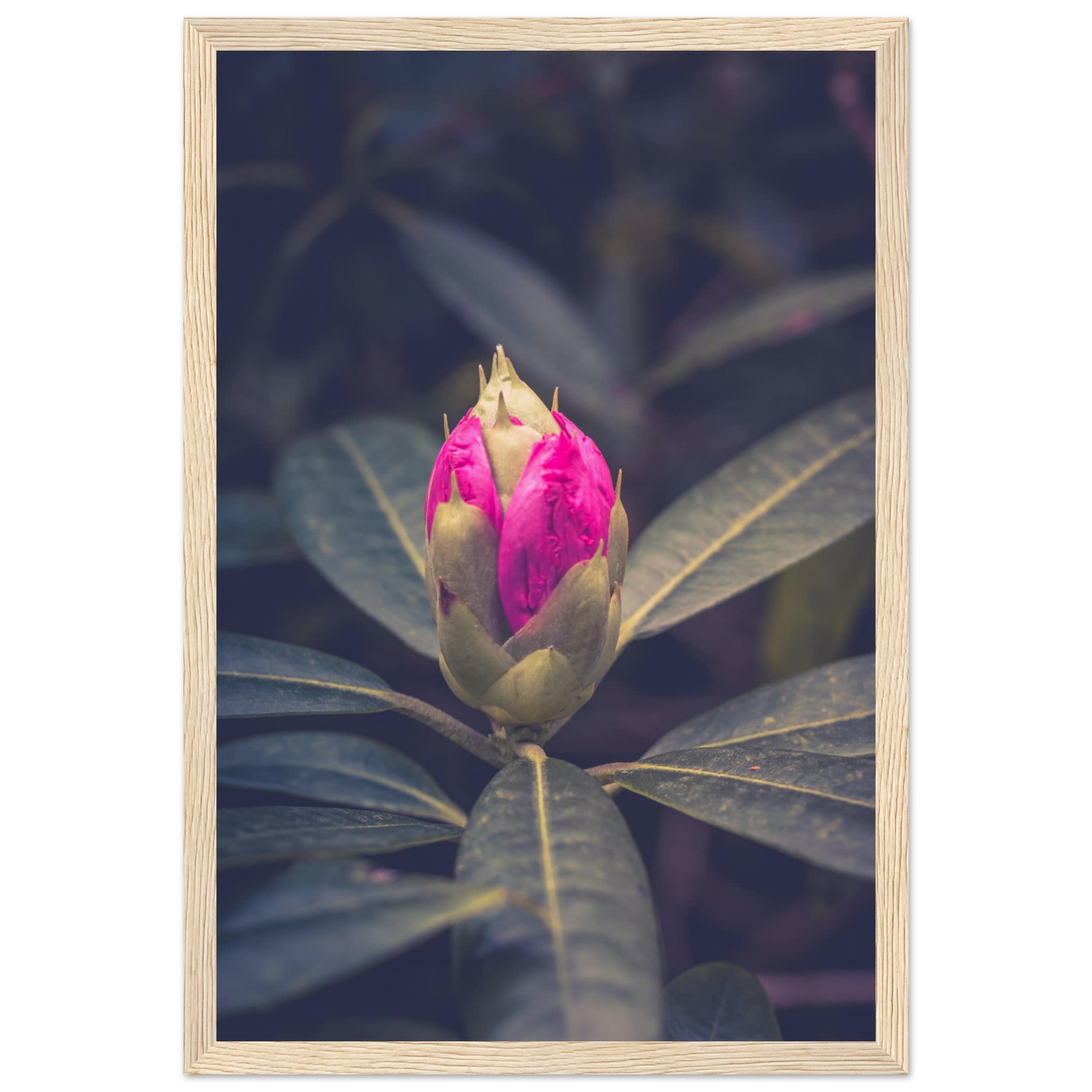 Rhododendron Bud Photo Wall art 3c6b3dd2-1e58-467d-b8f1-18f584b95644