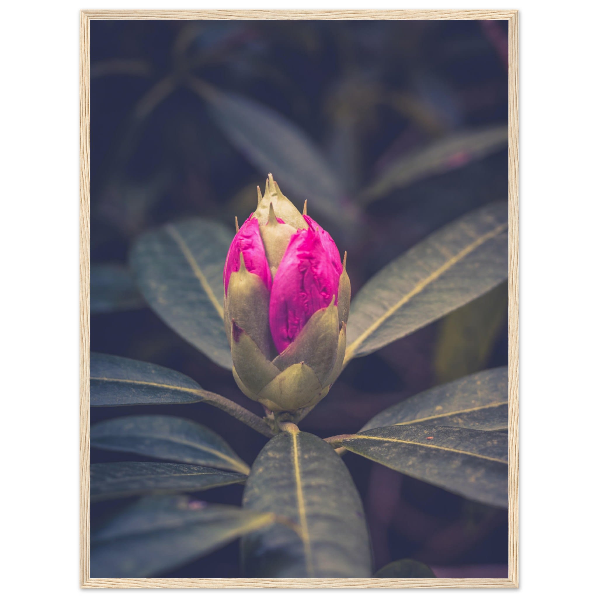 Rhododendron Bud Photo Wall art dd8ac482-9f1d-478d-a3fa-77083545fbfc