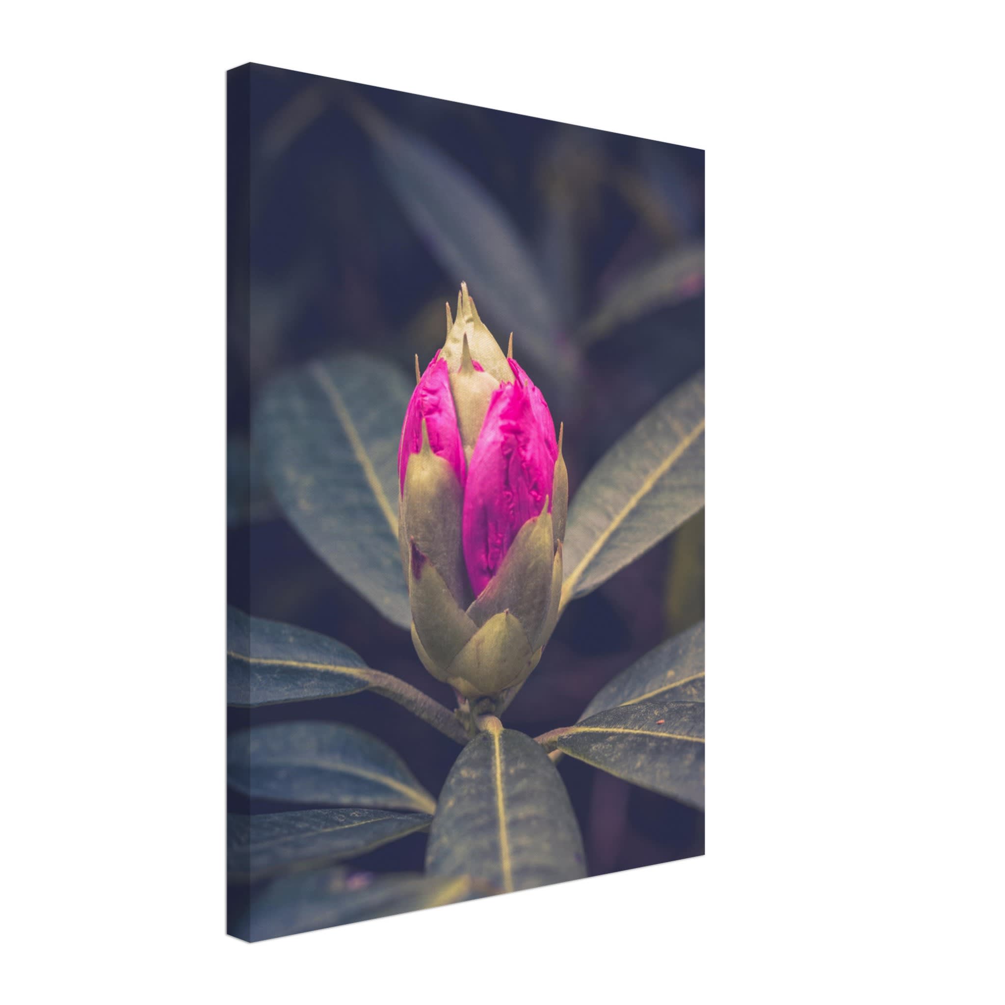 Rhododendron Bud Photo Wall art 01ac0881-efda-47c0-a4b5-5dab6a5913c3