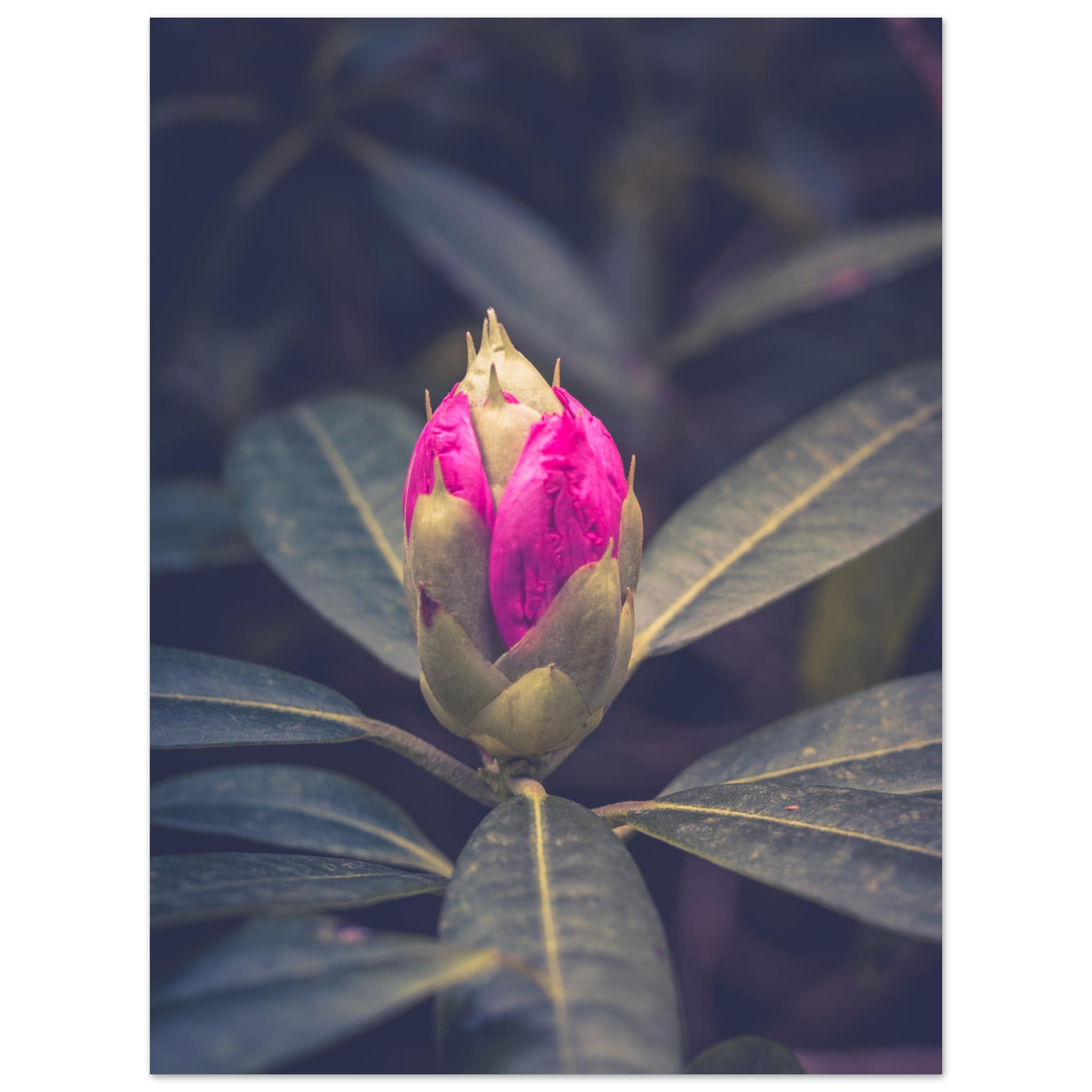 Rhododendron Bud Photo Wall art acffe75f-5eb8-464a-a567-1e9c5b9d9433
