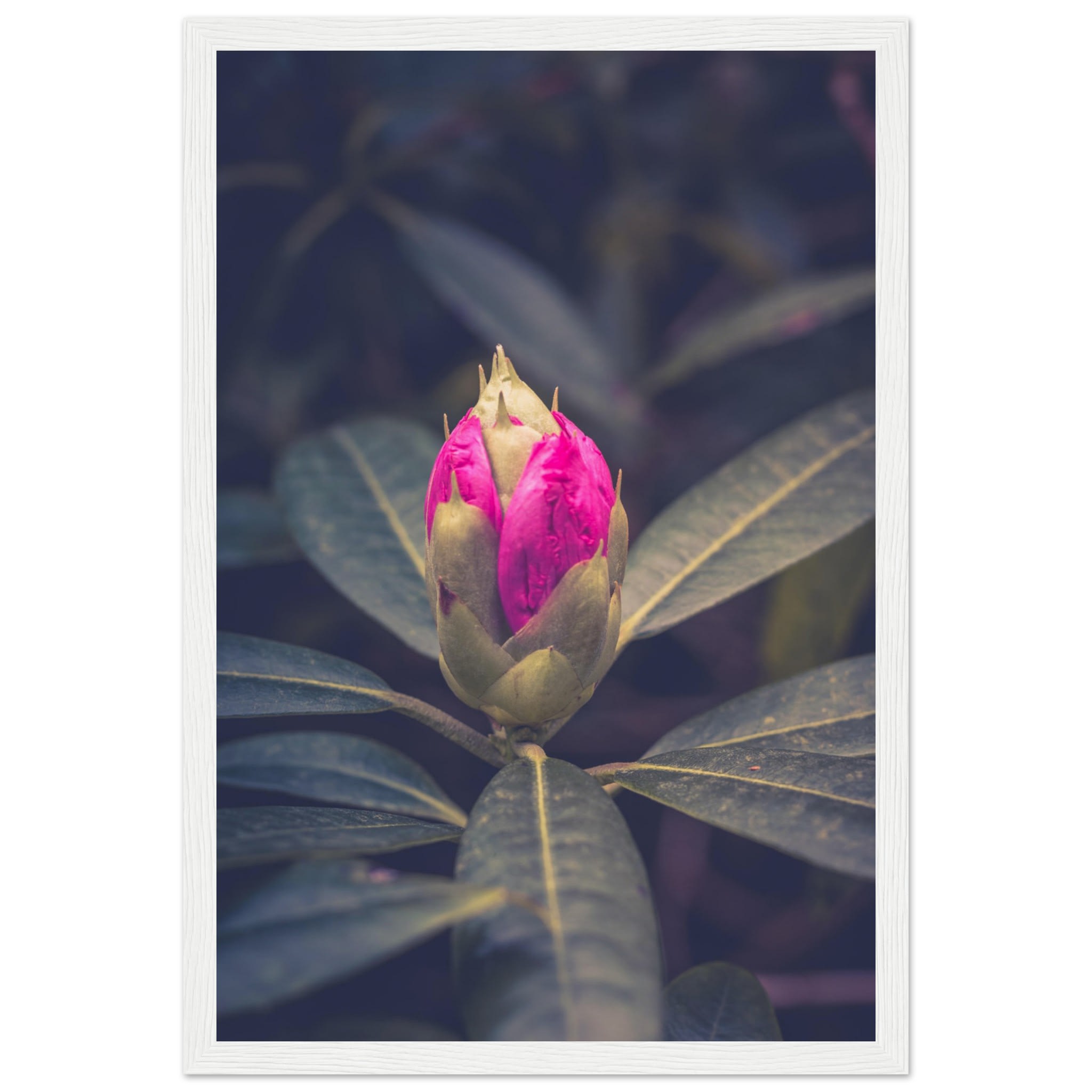 Rhododendron Bud Photo Wall art 5f0ab632-44ef-4363-9308-bcfcea13eed5