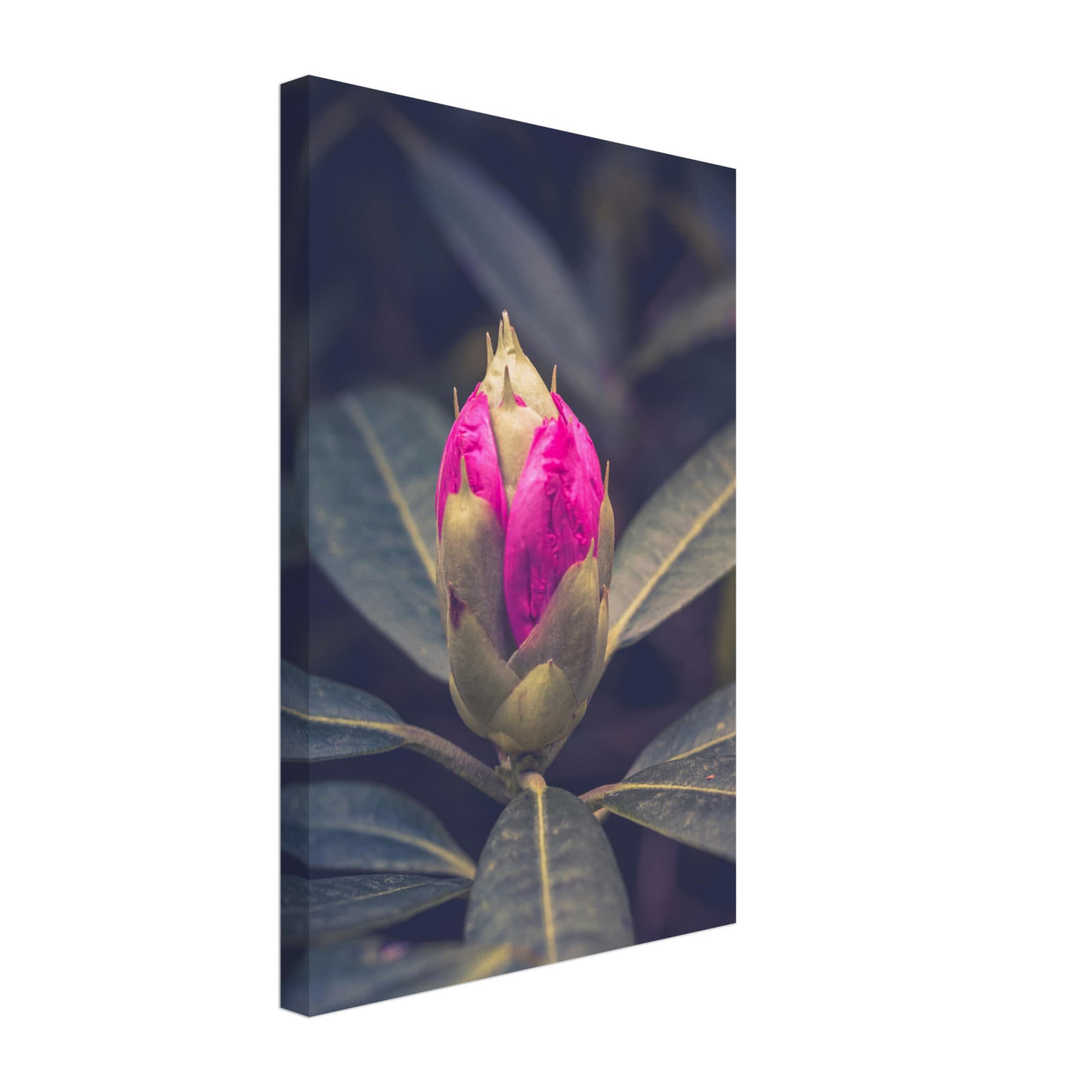 Rhododendron Bud Photo Wall art bfbe1ad3-e75b-4c15-942b-5a4cf5fc9a22