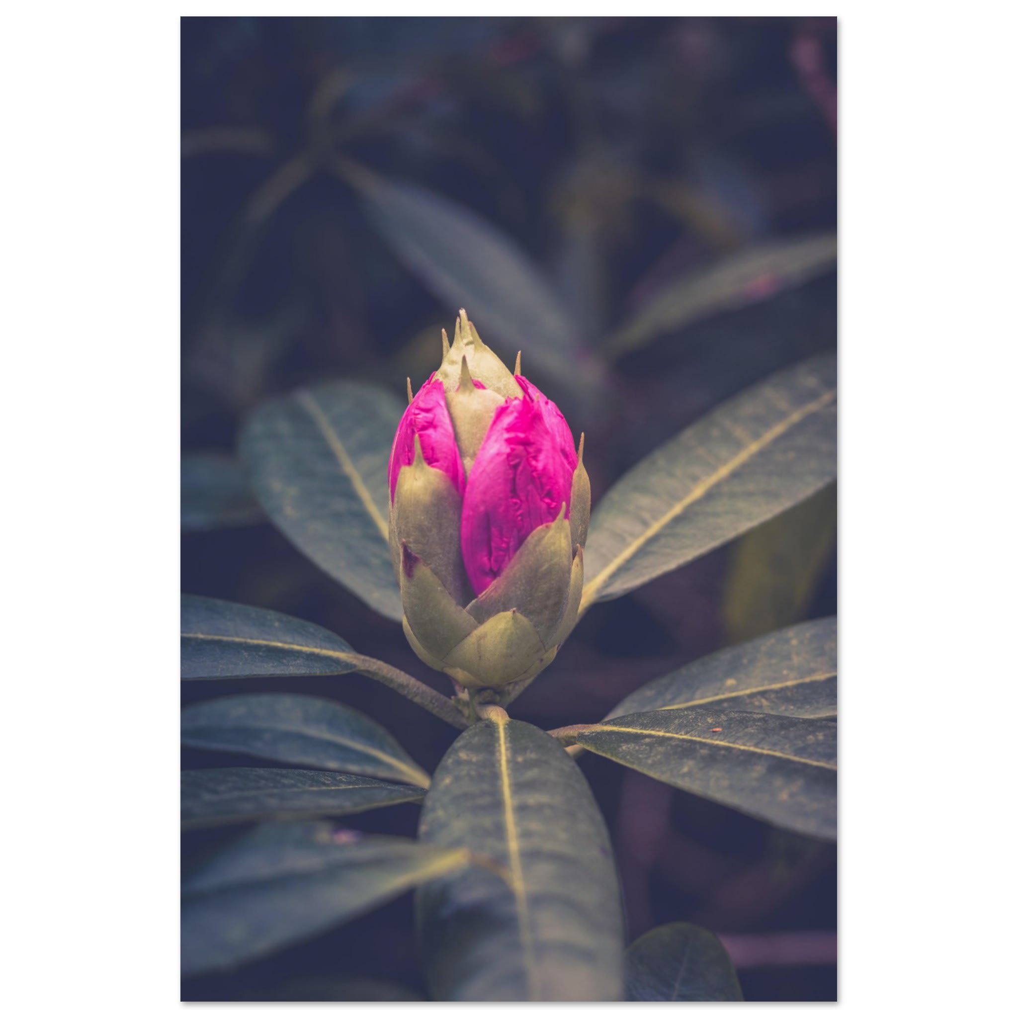 Rhododendron Bud Photo Wall art c9cd7c17-c35a-442d-ae36-12d5c88df2d0