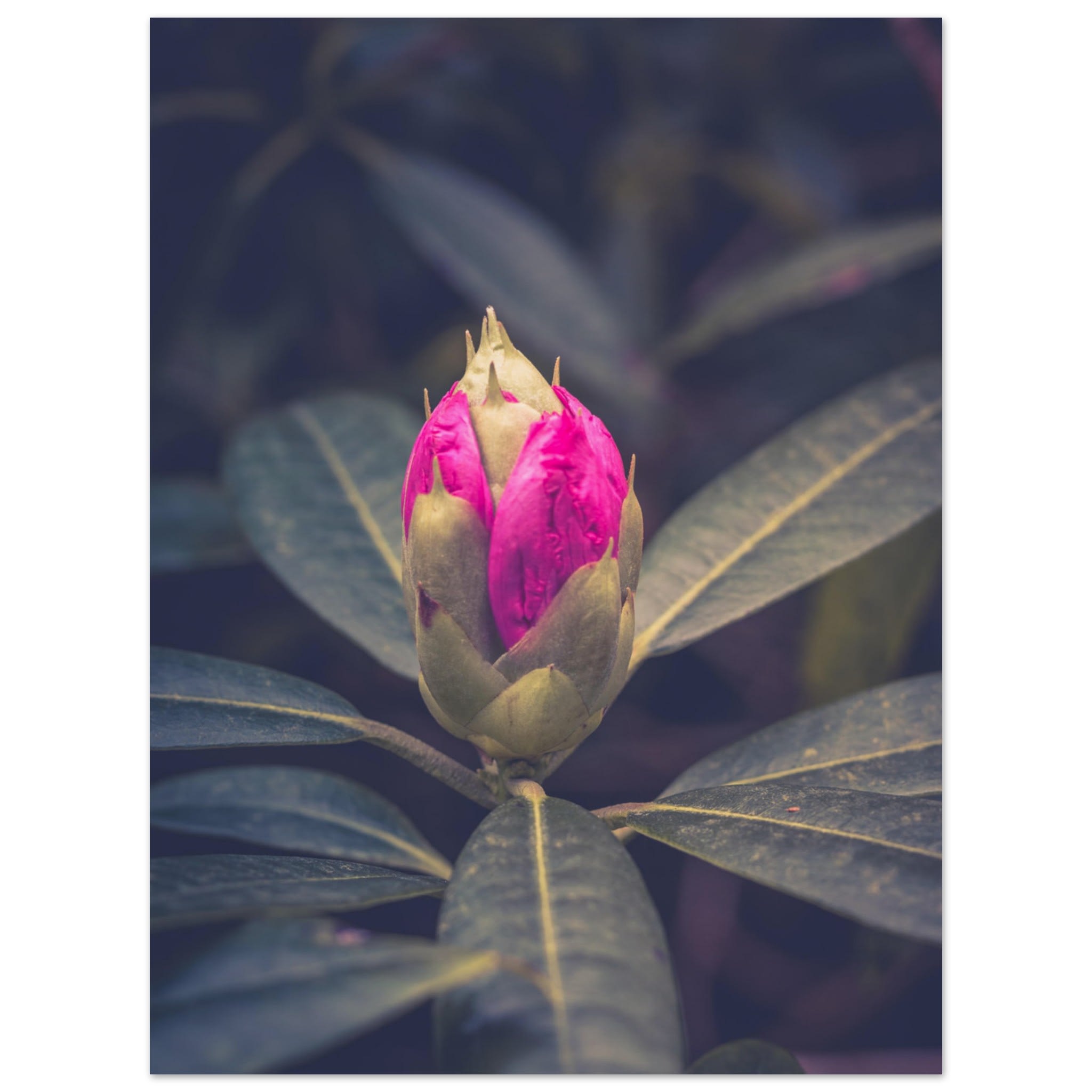 Rhododendron Bud Photo Wall art 44d96fae-c5b2-4b60-9ff1-2c2ddd380039