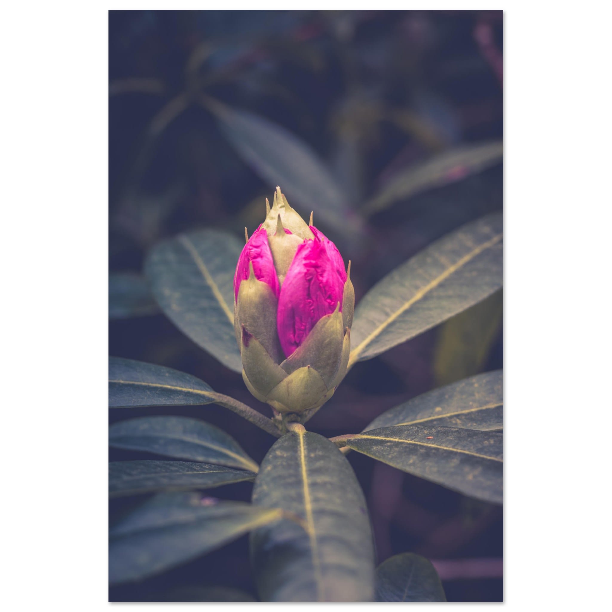 Rhododendron Bud Photo Wall art ee2dcd62-9d7e-4e47-93b0-fc6f1d256a33