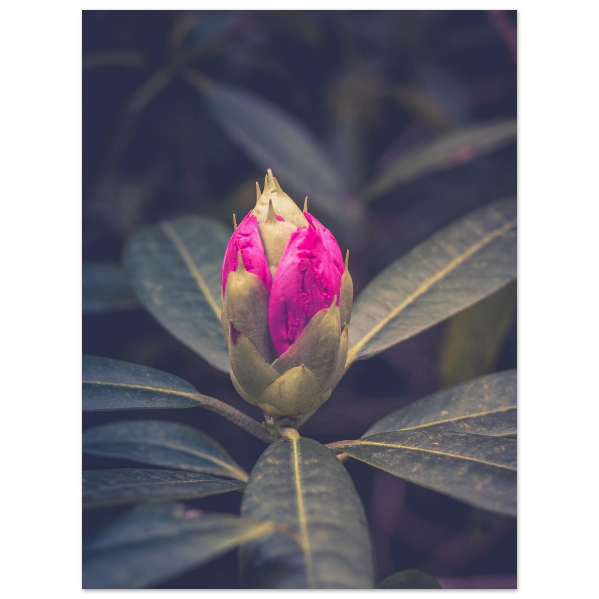 Rhododendron Bud Photo Wall art 06c87bb6-2a7e-4d38-bef8-567ea73aebc2