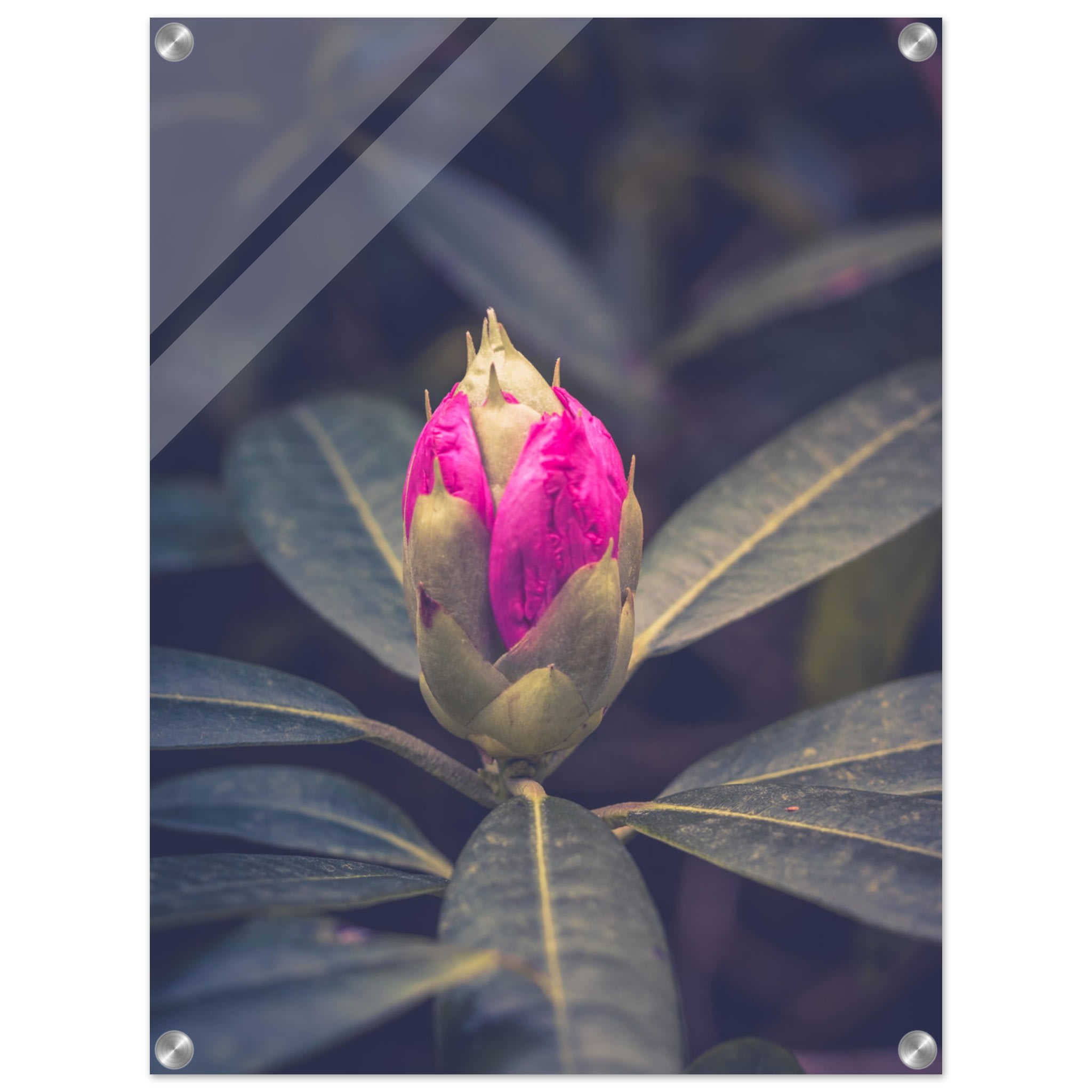 Rhododendron Bud Photo Wall art febcbcfb-a6db-4341-bc72-428f52c1eca4