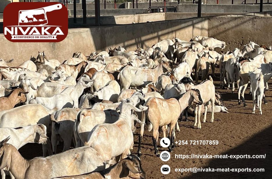 Fast and fresh fresh carcass delivery to Middle East