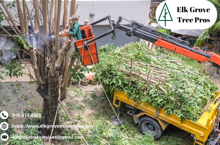 Maintain Shape and Strength Effectively with Professional tree trimming elk grove