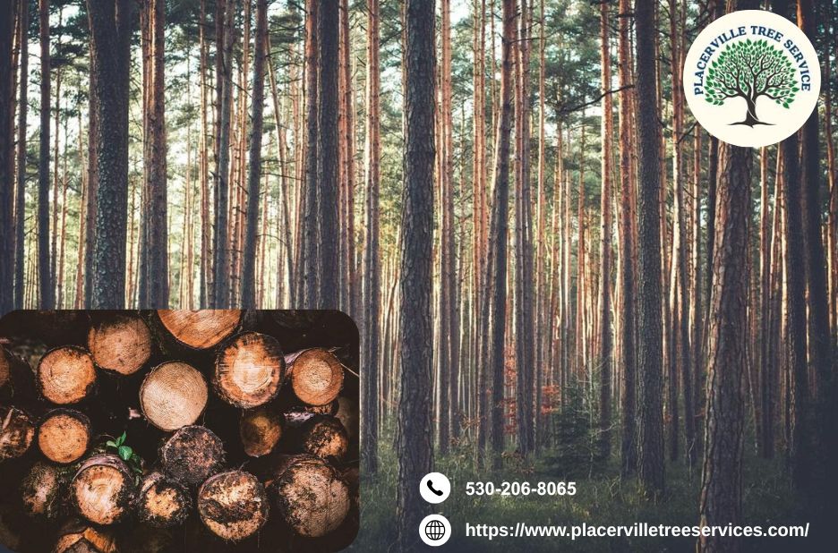Ensure Healthy and Safe Trees with Expert placerville tree service Today
