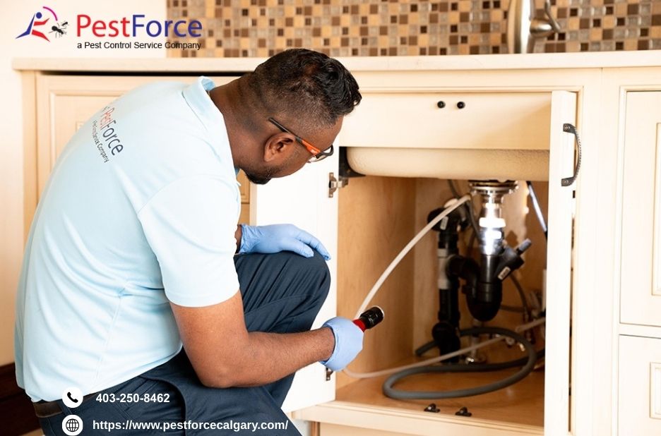 Calgary Flea Control | Pestforcecalgary.com