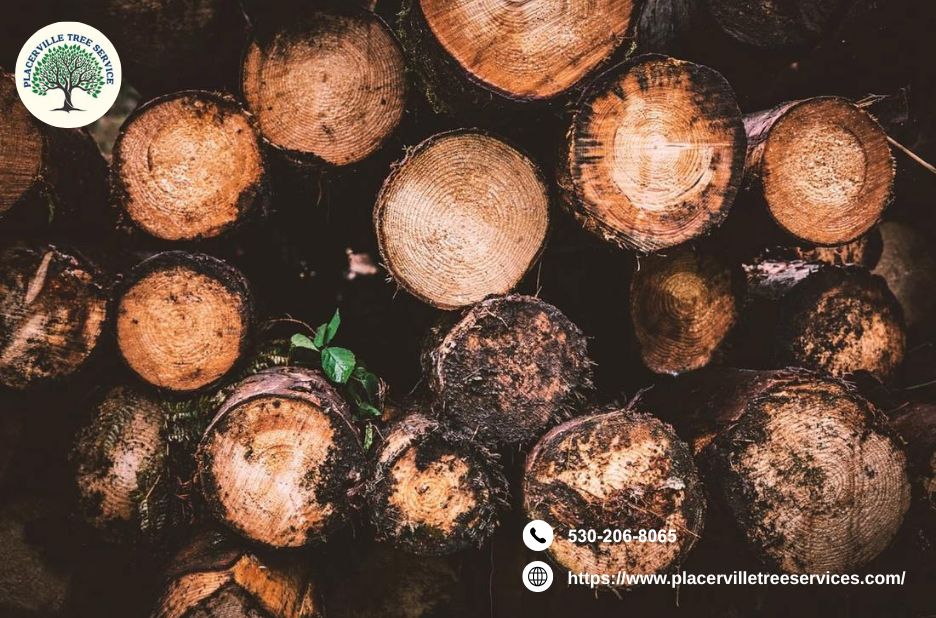 A Gentle Guide to Safe Tree Care in Town