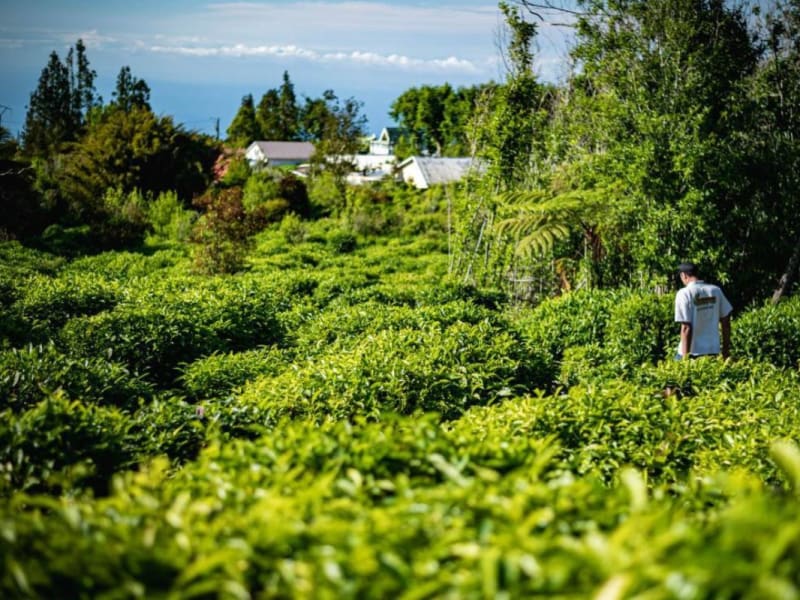 Haies de théiers vert vif dans les hauts, un visiteur en tee-shirt blanc marchant entre les rangs, maisons et océan au loin