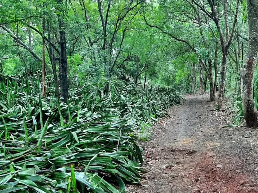 Sentier de terre sous des arbres aux troncs fins, bordé de touffes de longues feuilles pointues