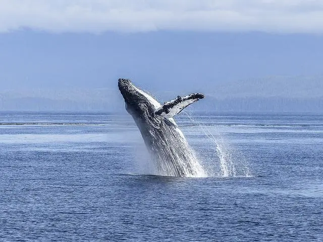 10-activités-incontournables-et-gratuites-la-réunion-baleines