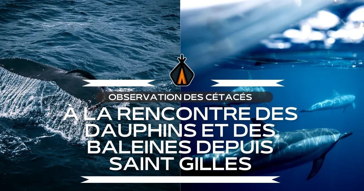 observation des cétacés à la Réunion dauphins et baleine en bateau.webp