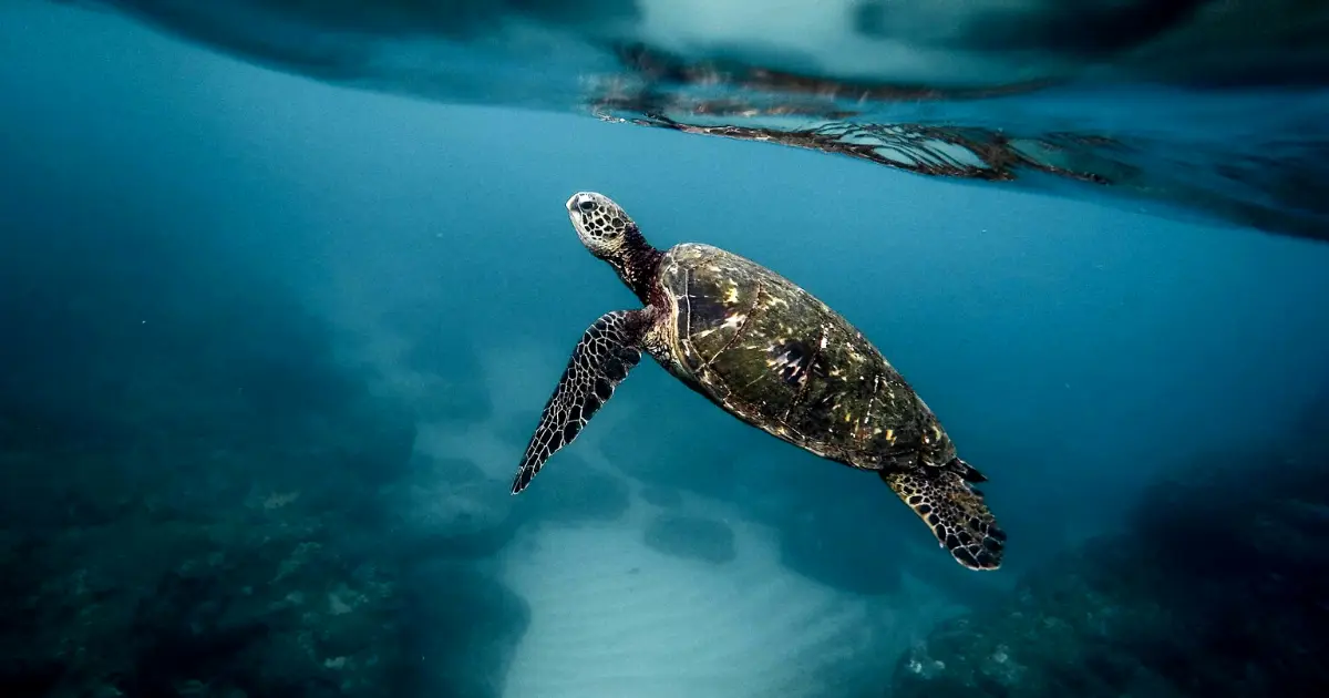 La plongée à la Réunion  tortue.webp