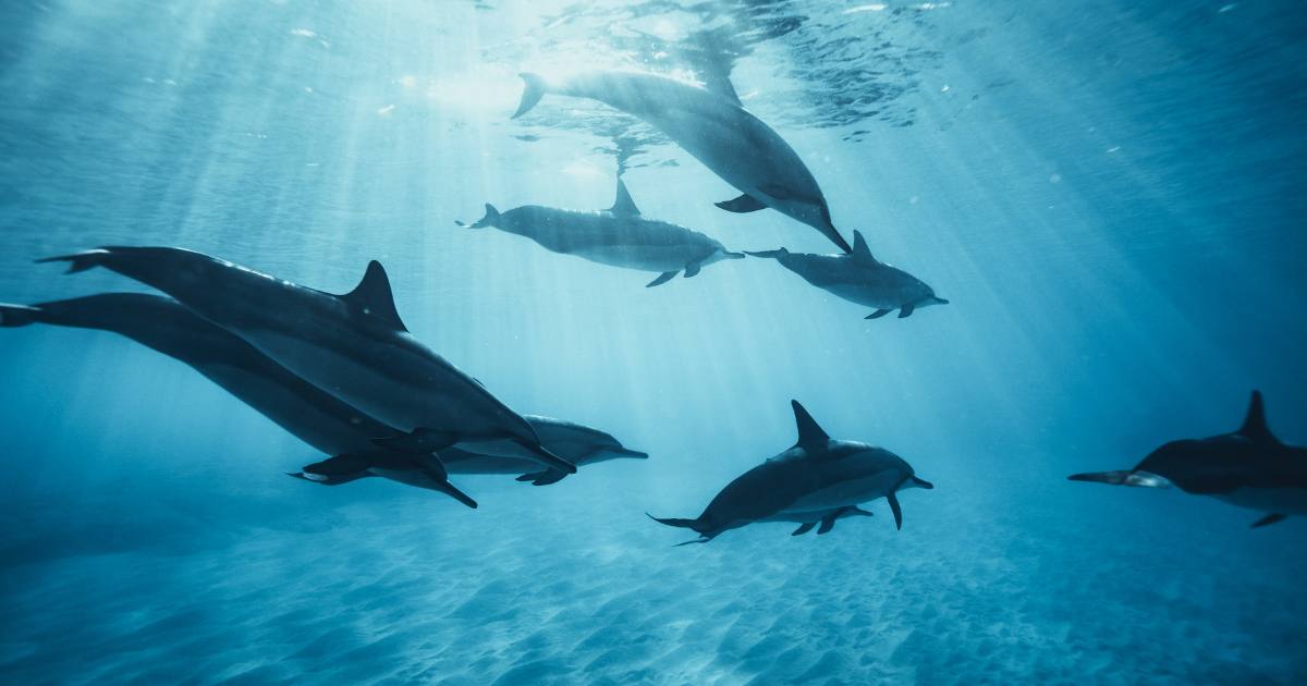 nager avec les dauphins réunion.jpg