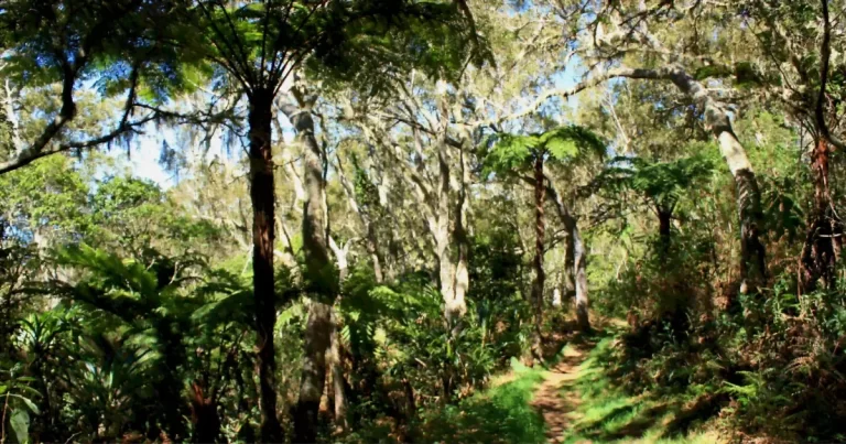 Forêt de cryptomerias avec sentier de randonnée à La Réunion, atmosphère typique des spots de bivouac