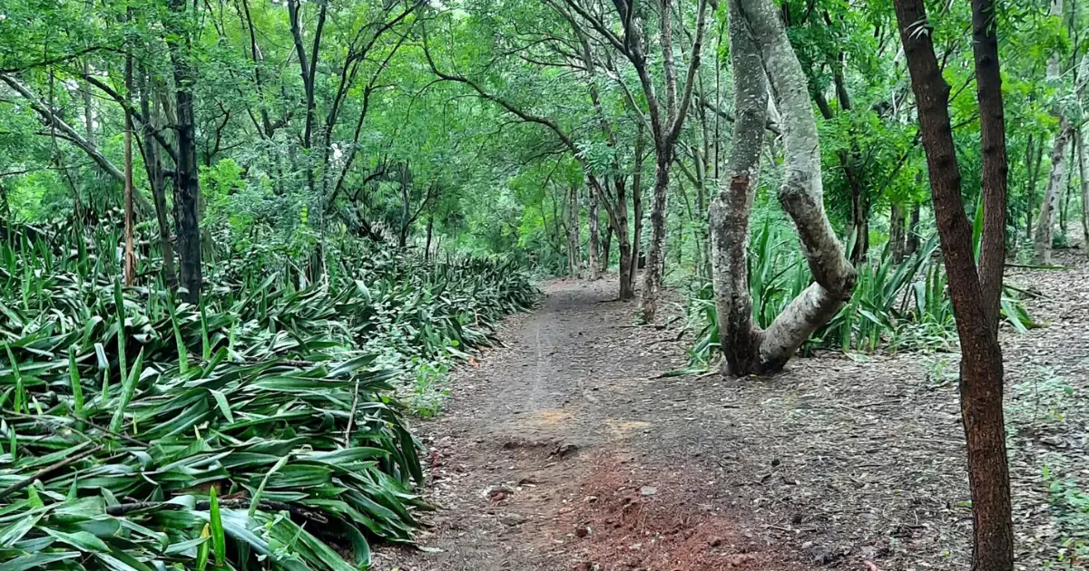 Forêt d'Étang-Salé