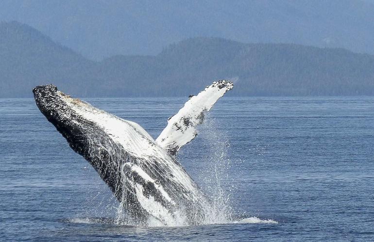 Baleine à bosse en saut hors de l'eau lors d'une sortie d'observation des cétacés