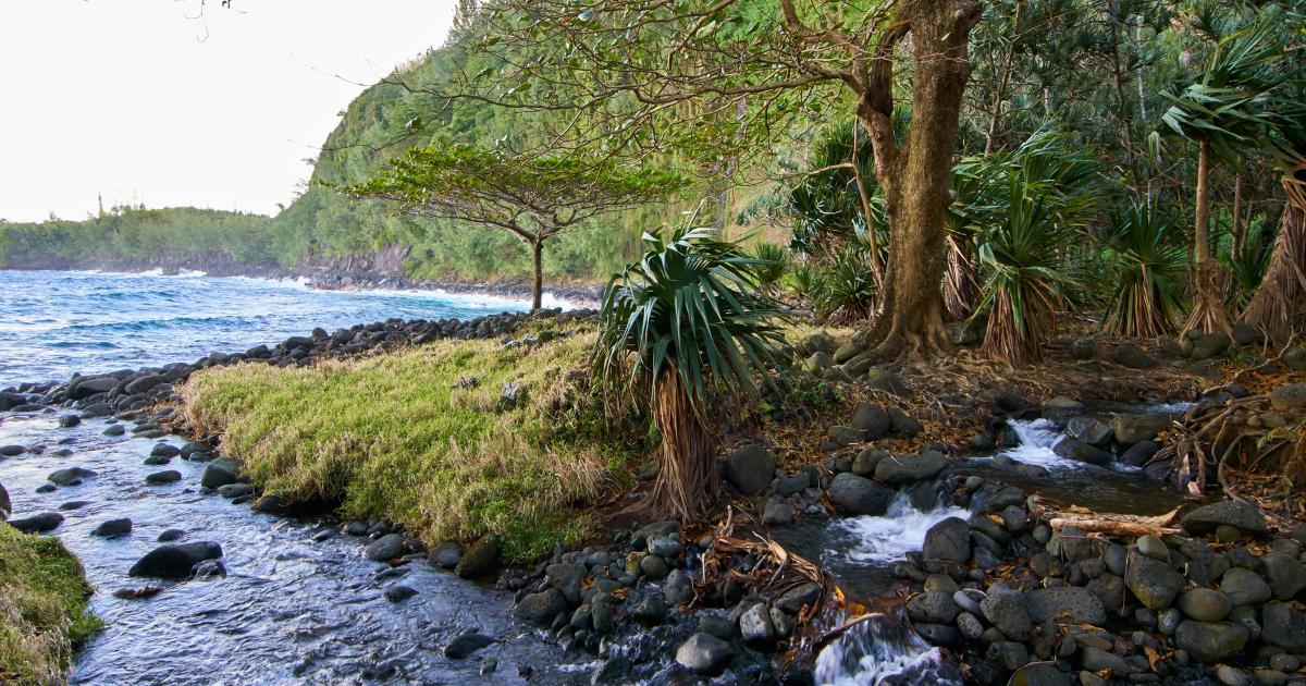 Côte sauvage de La Réunion en juillet, pic de saison sèche et baleines