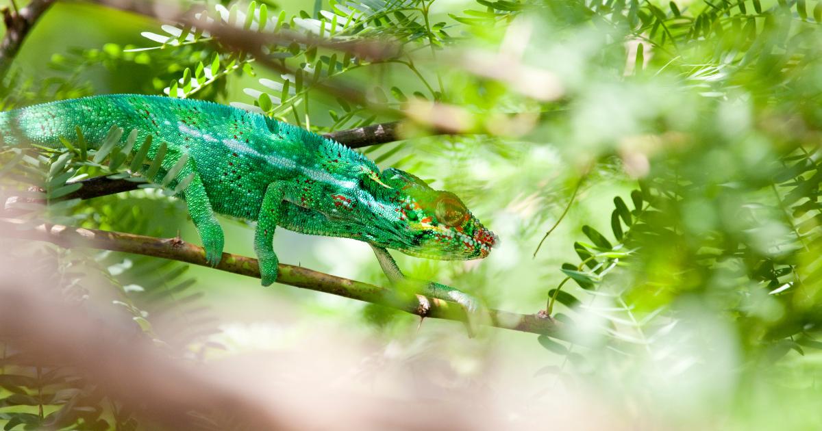 Caméléon panthère endémique vert de La Réunion sur une branche en mars