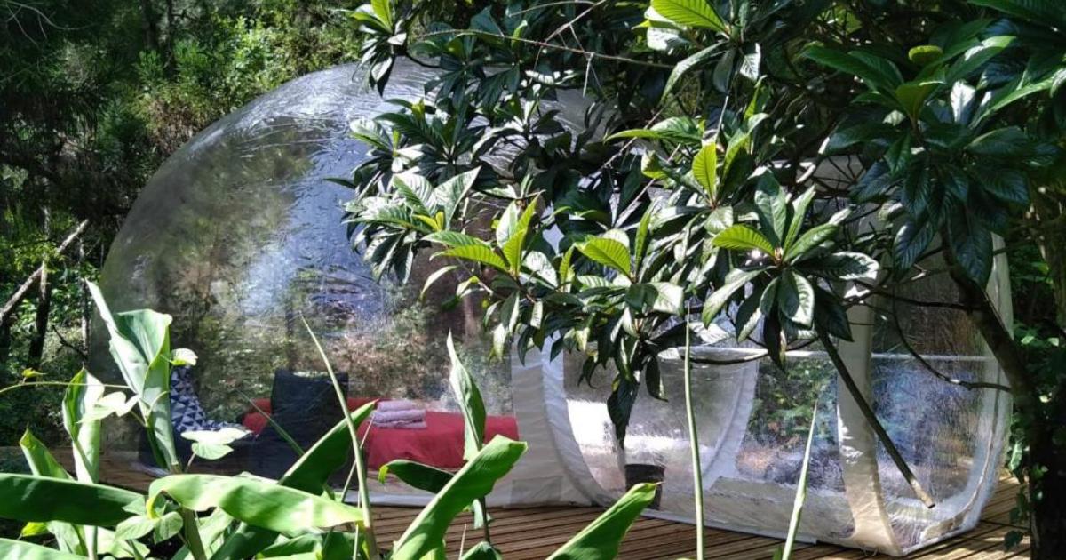 Bulle transparente C Cibeaulaos en forêt de litchis à Cilaos