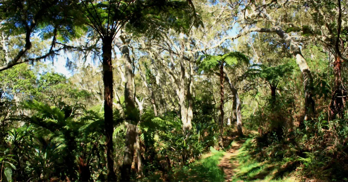 Forêt du Tévelave et ses aires de bivouac