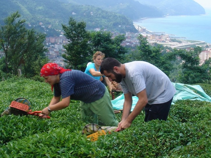 Çay Üzerine Markalaşma