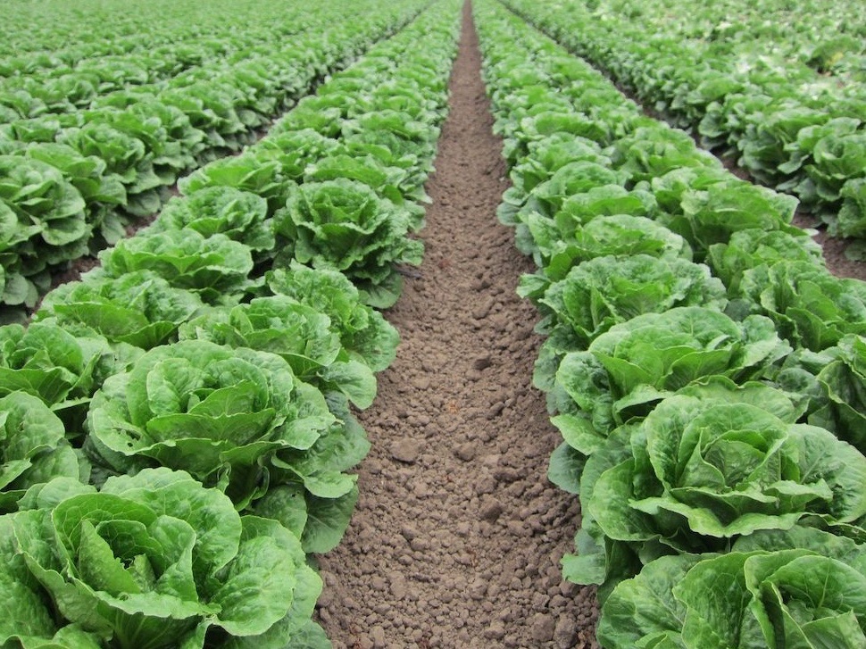 Teknoloji İdeoloji ve Yemek