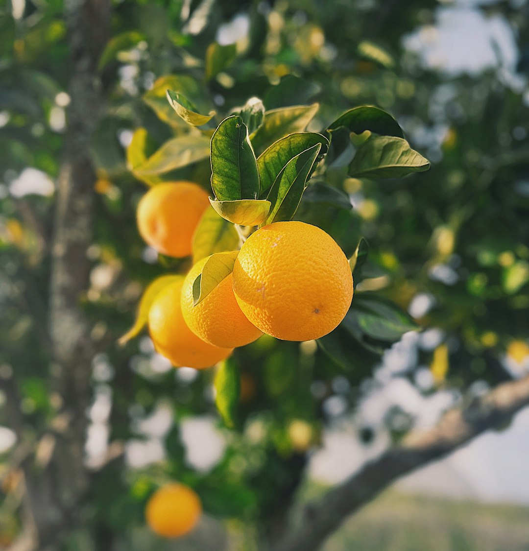 Citronnier