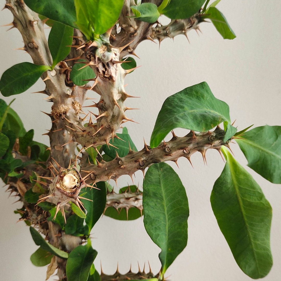 Baobab