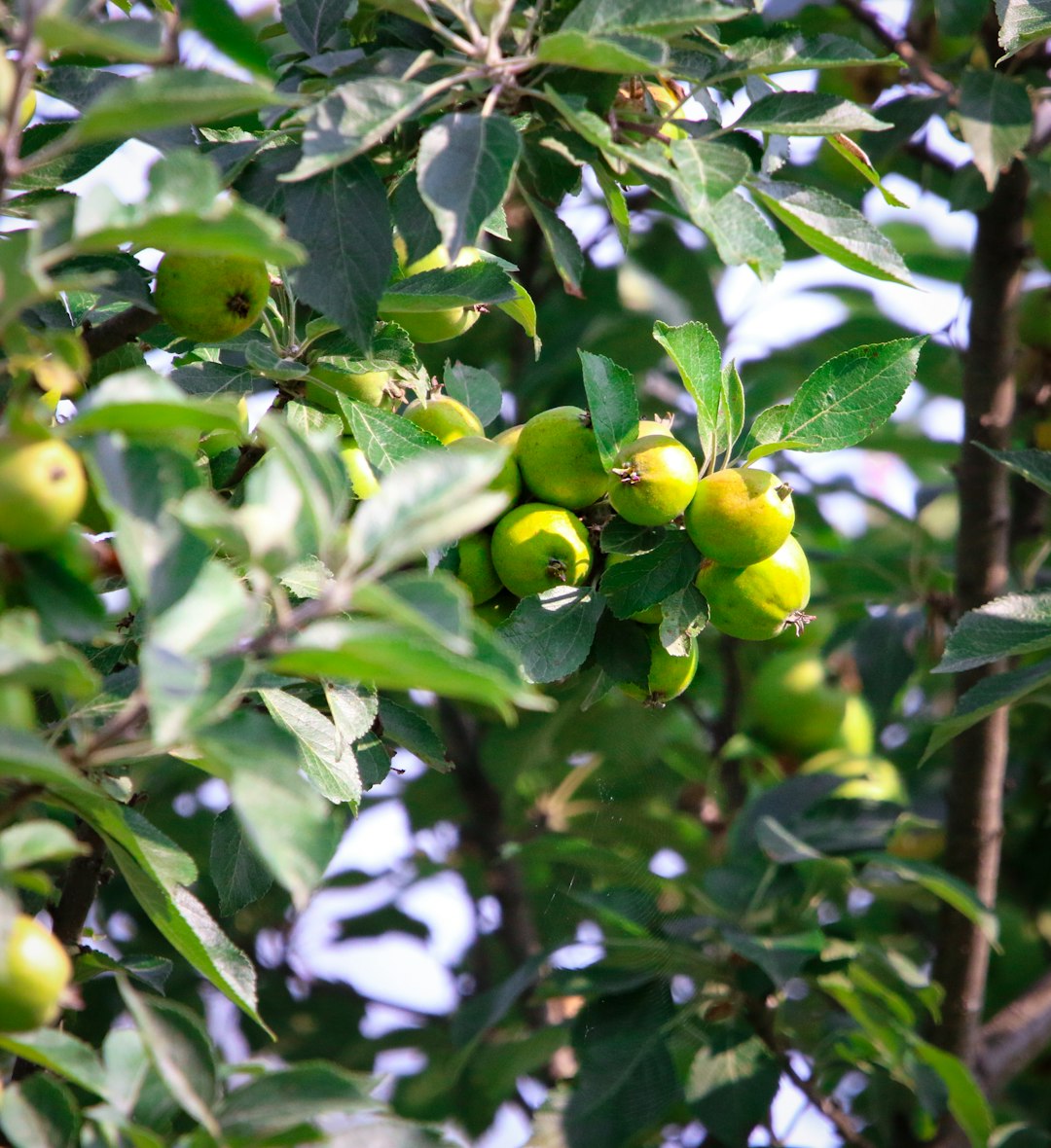Pommier cannelle