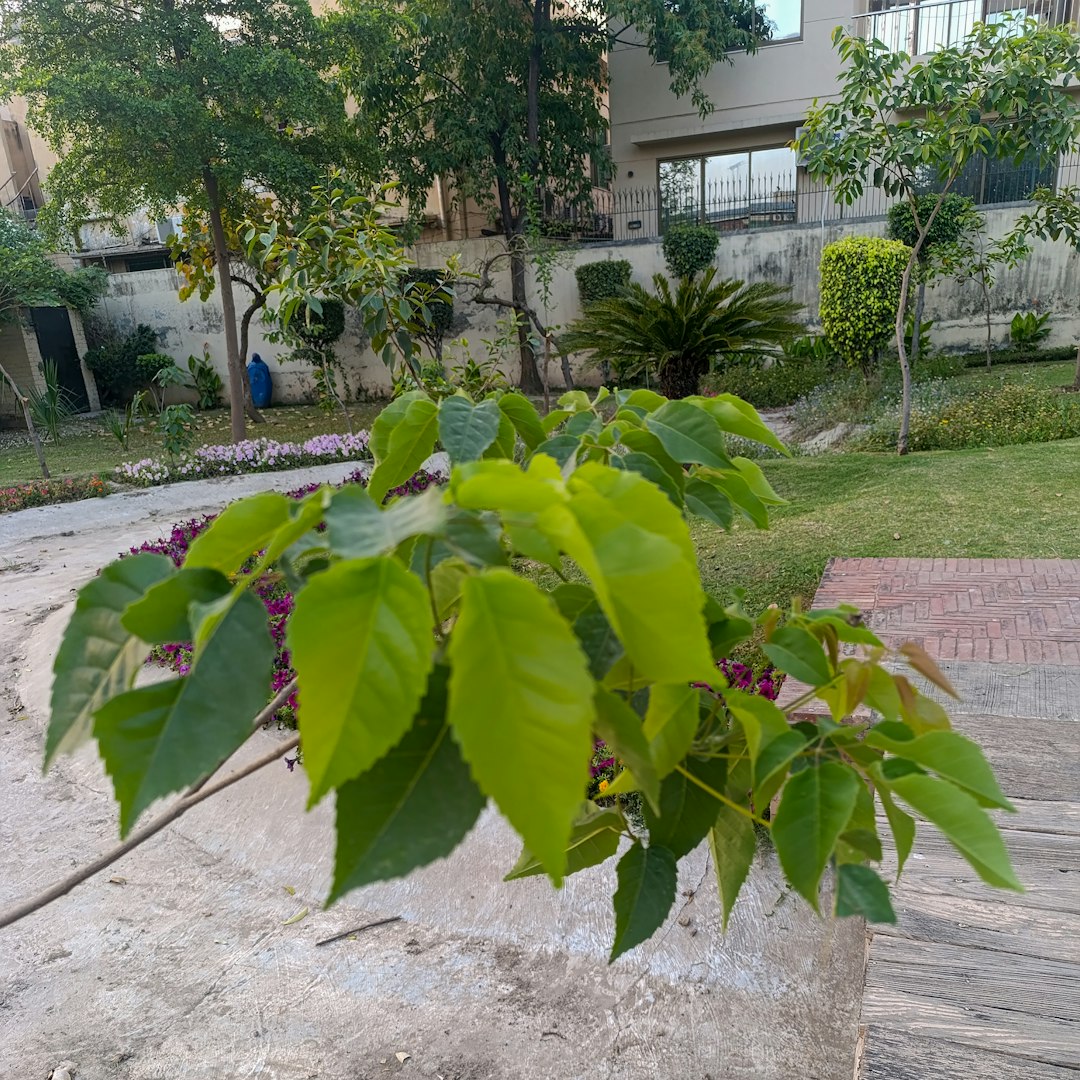 Cerisier de Cayenne