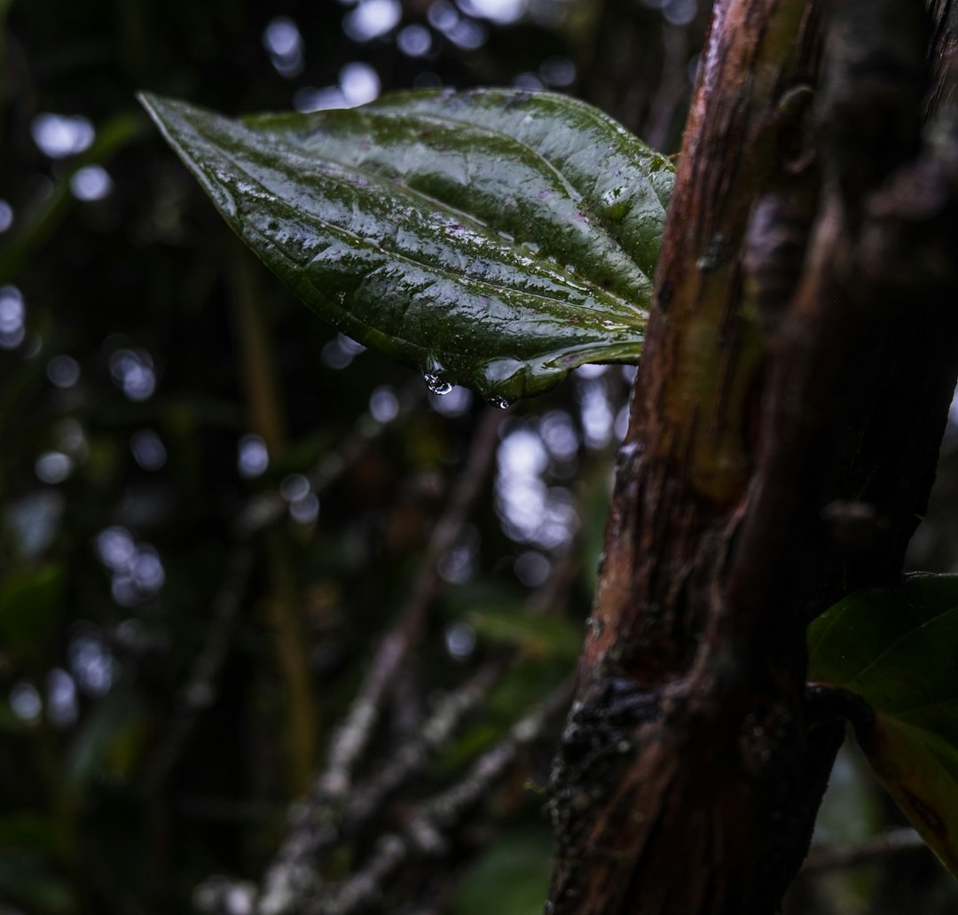 Cacaoyer