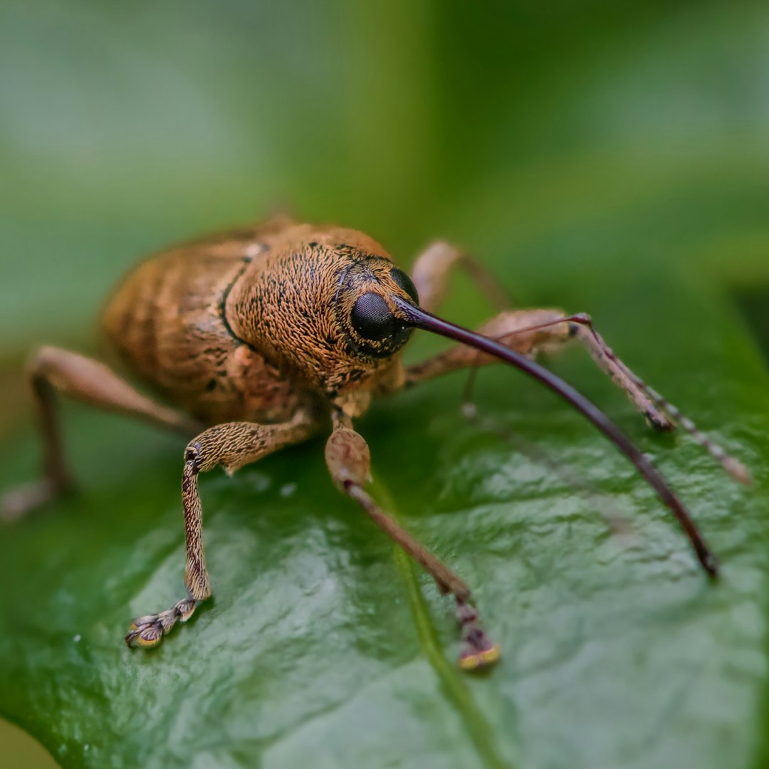 Marula