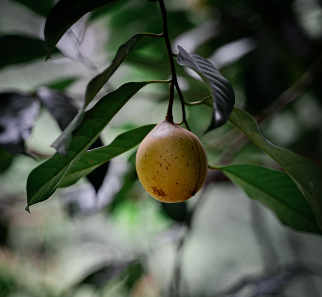 Fruit du moineau