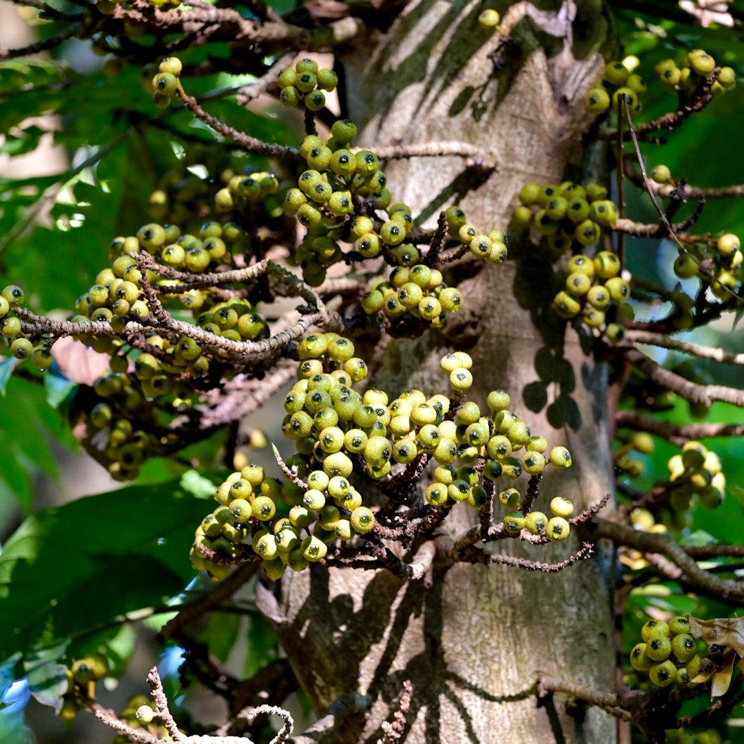Bilimbi