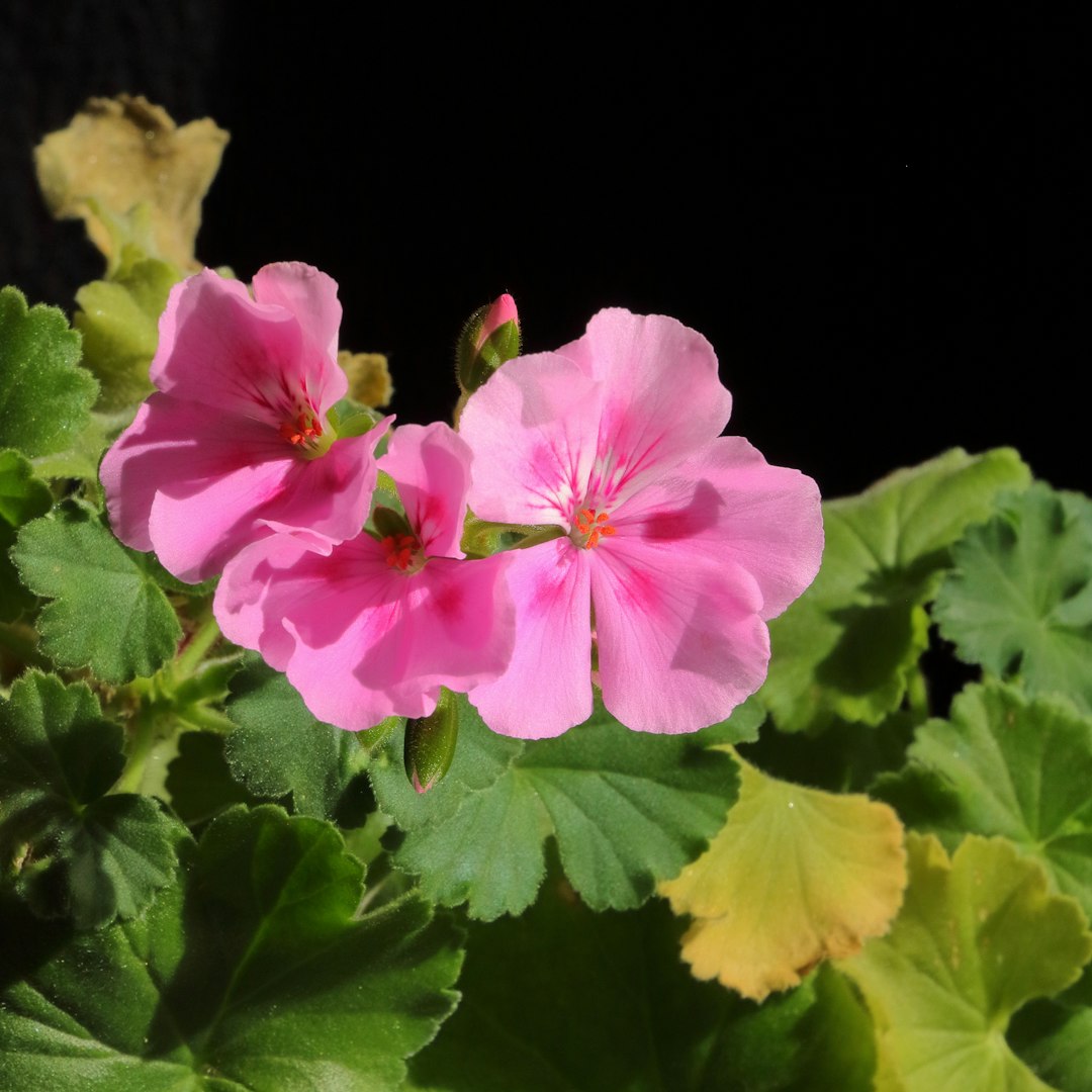 Geranium zonal